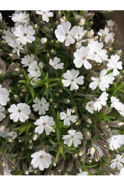 Квітучий флокс шилоподібний ’Айсберг’